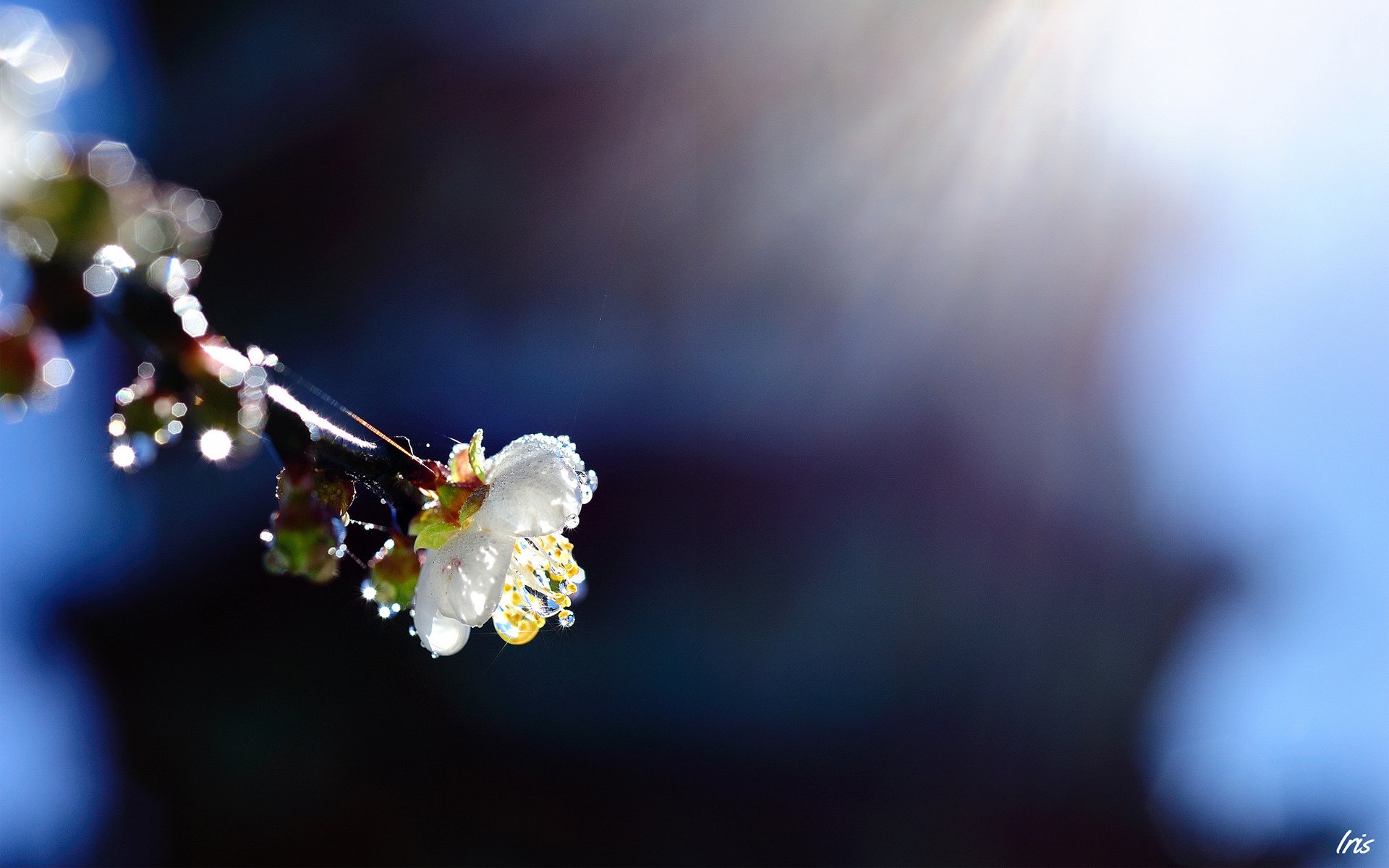 fiore ramo gocce sole primavera albero frutta