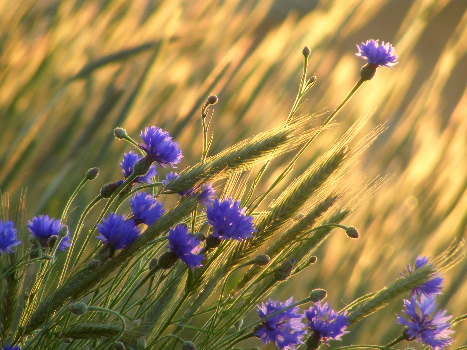 champ blé épis fleurs bleuets