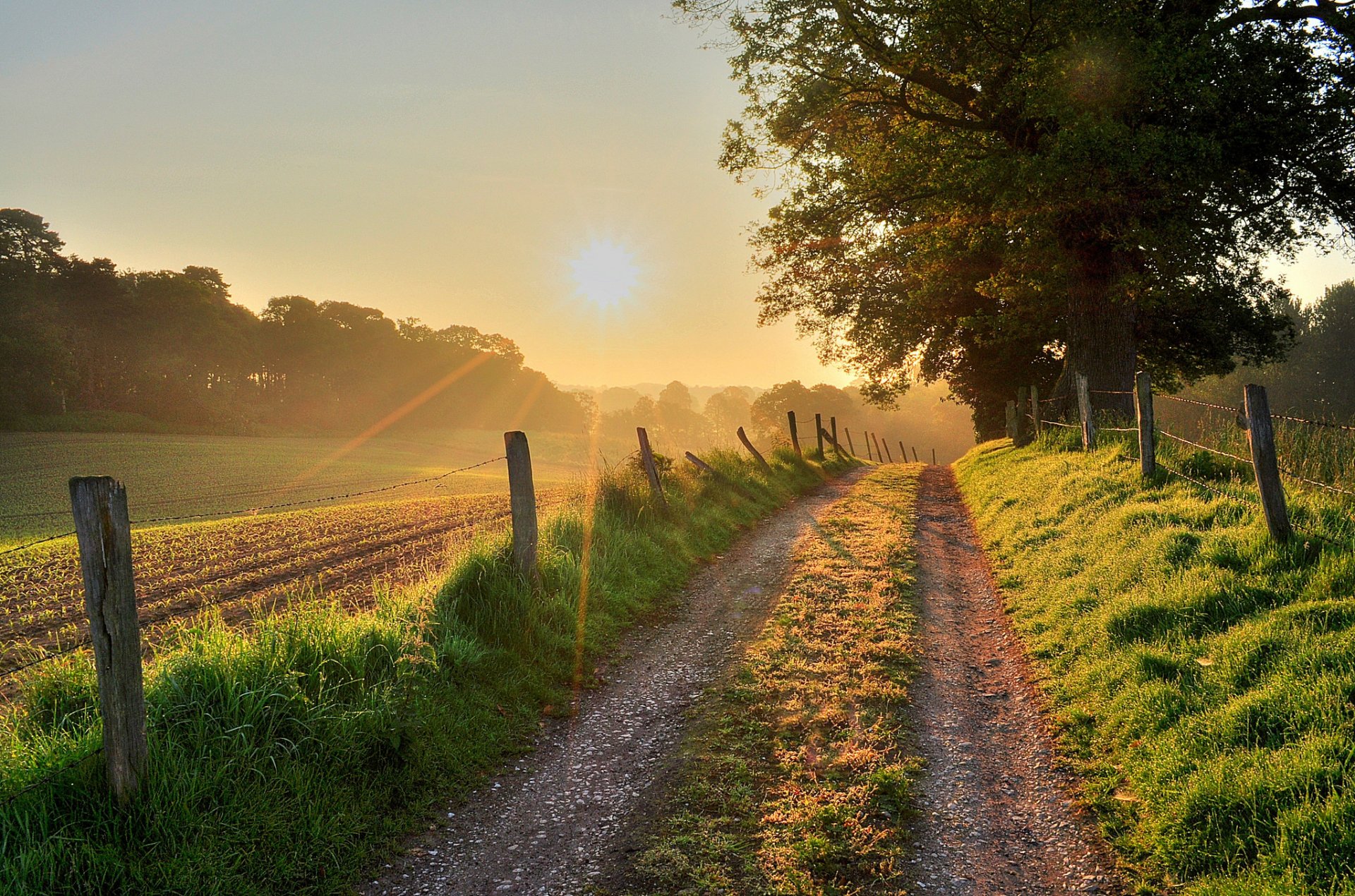 natur sonnenuntergang wald bäume straße sonne