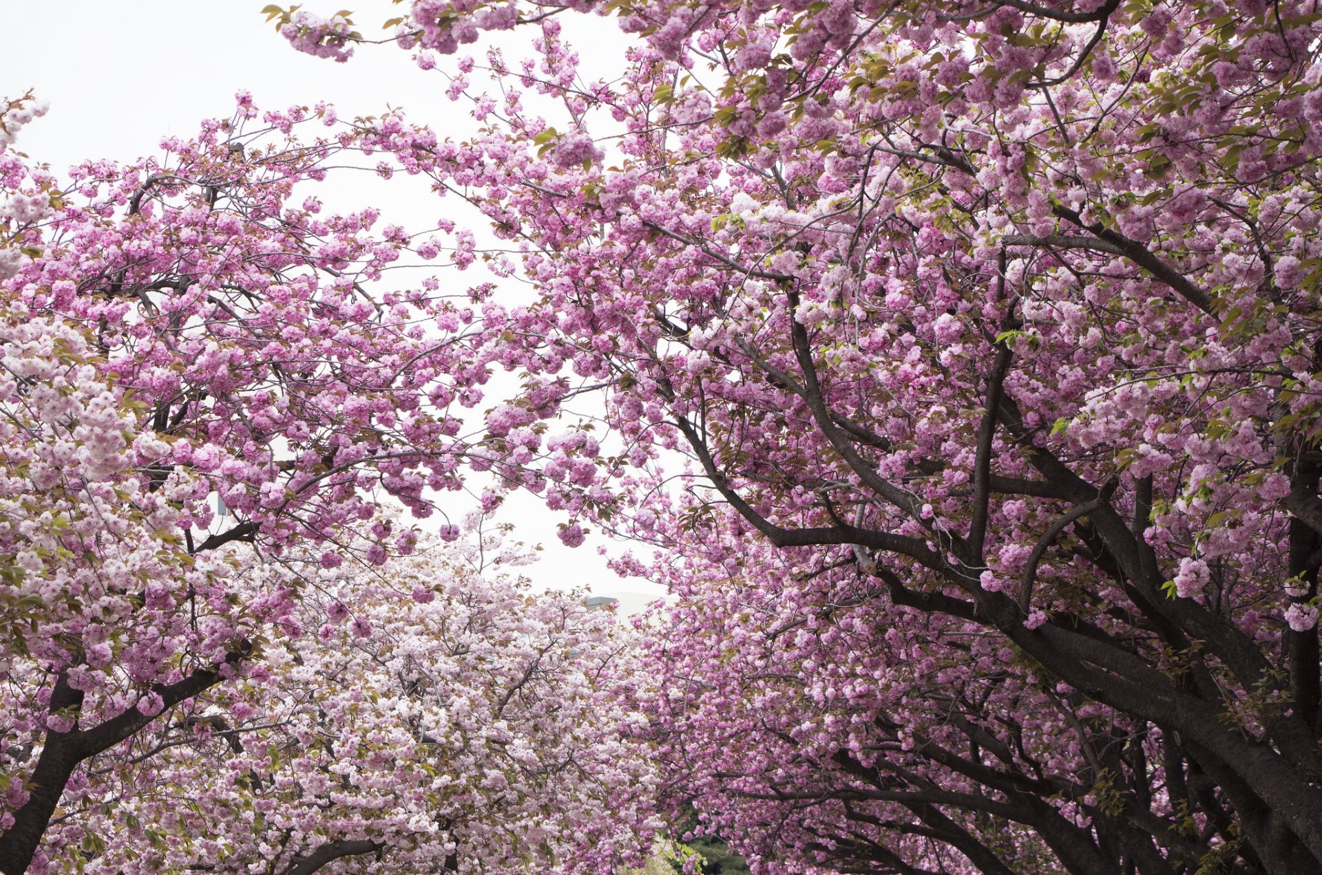 park drzewa wiśnia sakura kwitnienie