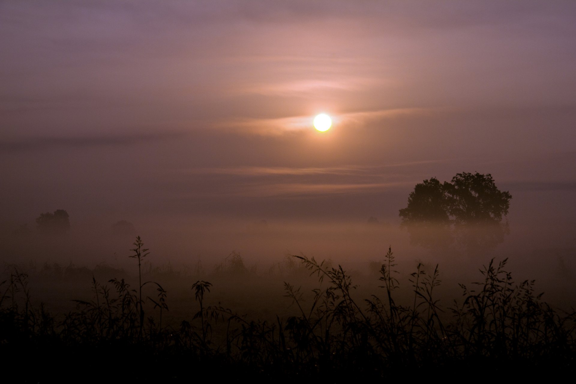 erba alberi nebbia sole