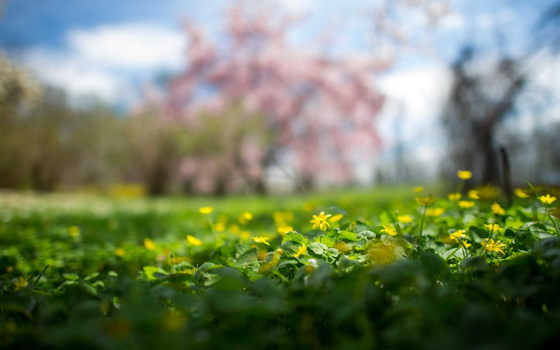 natura estate fiori