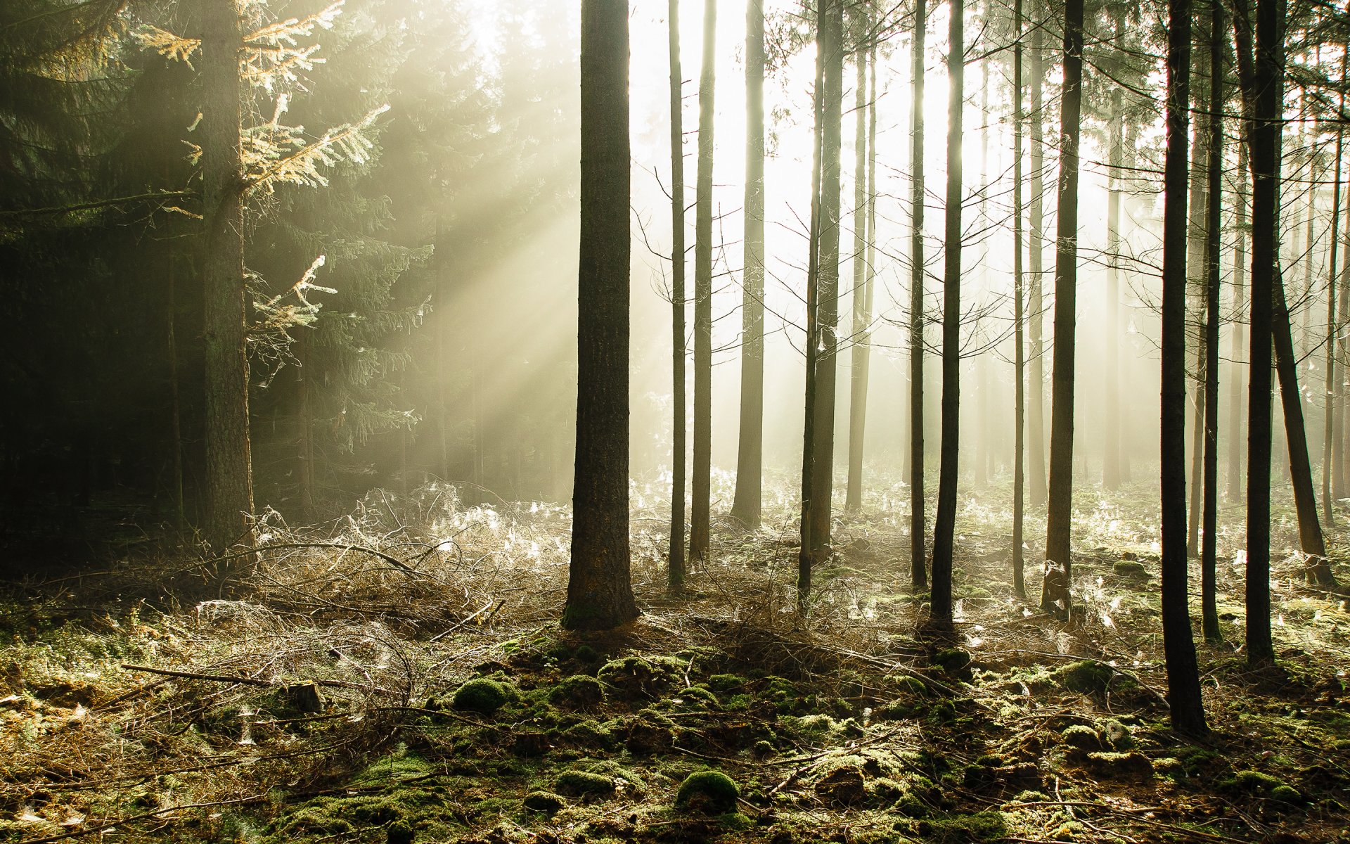 foresta alberi raggi di sole