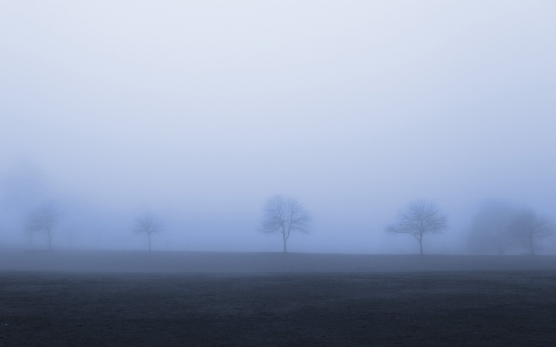 alberi nebbia cupo autunno