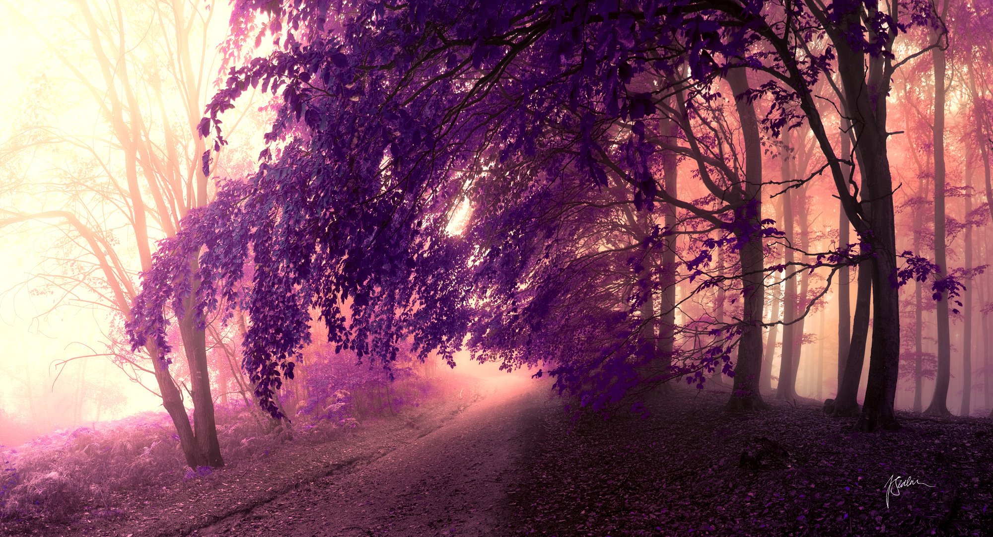 foresta strada alberi corone foglie viola