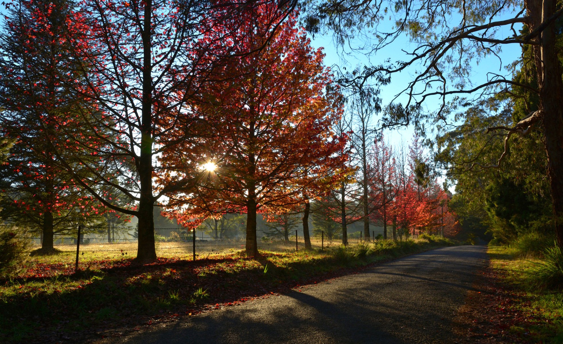 ciel soleil coucher de soleil rayons route arbres automne