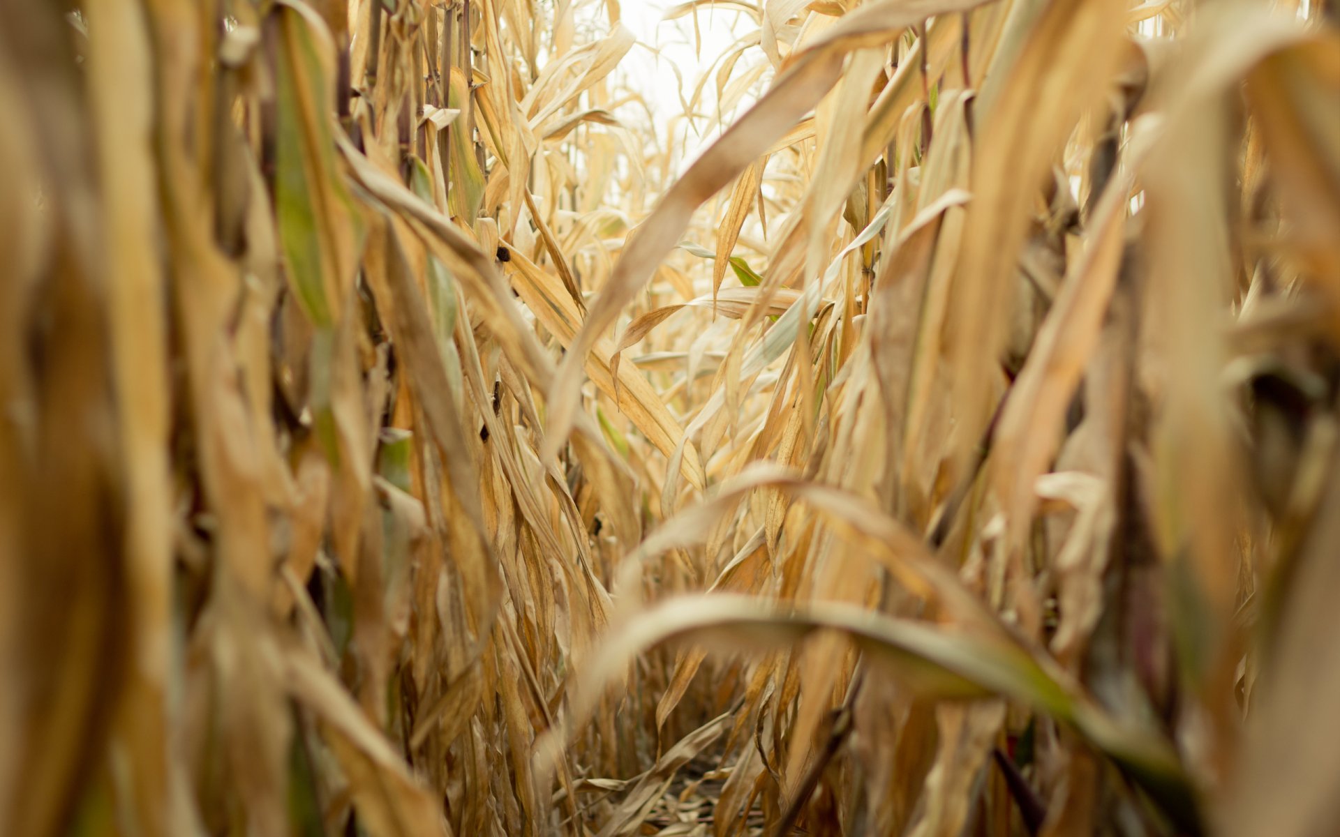 the field corn yellow and dry autumn nature