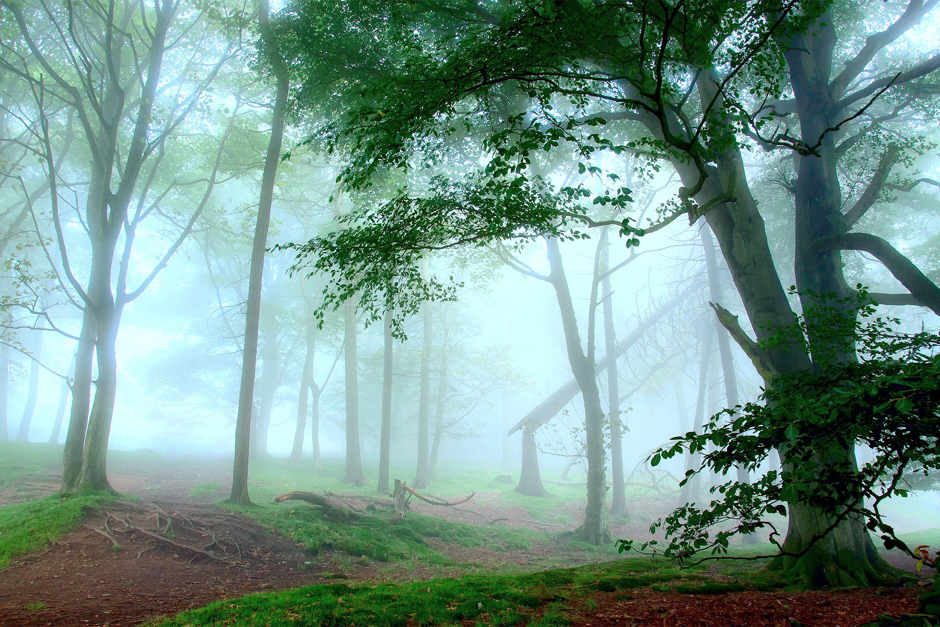 natura foresta foschia luce latte bianco alberi erba verde