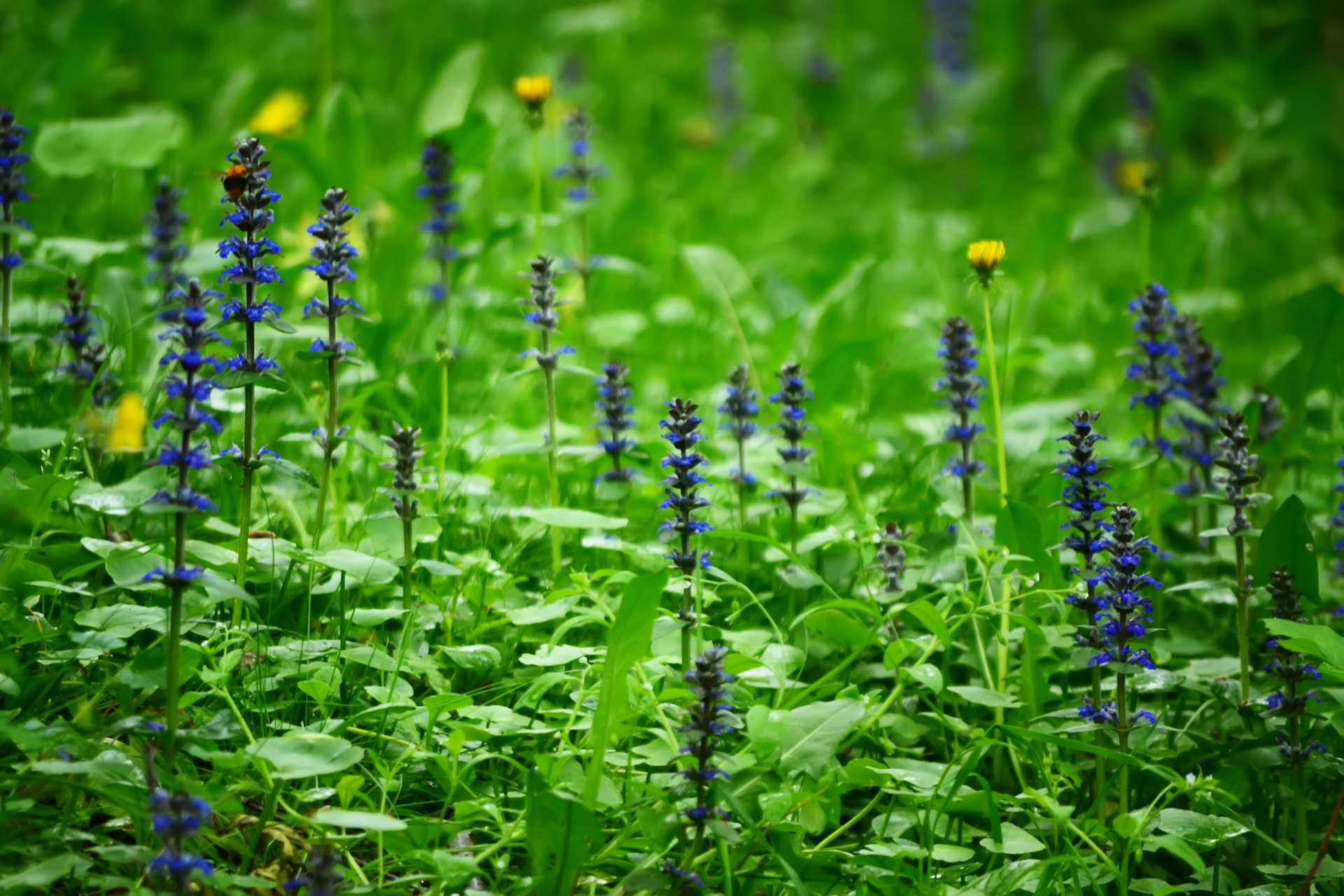 natura fiori russia primavera foresta radura erba piante