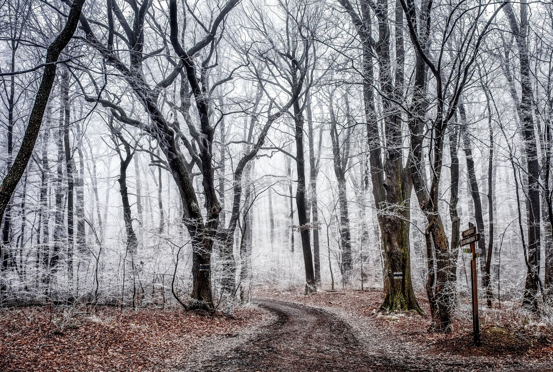 wald bäume straße herbst frost