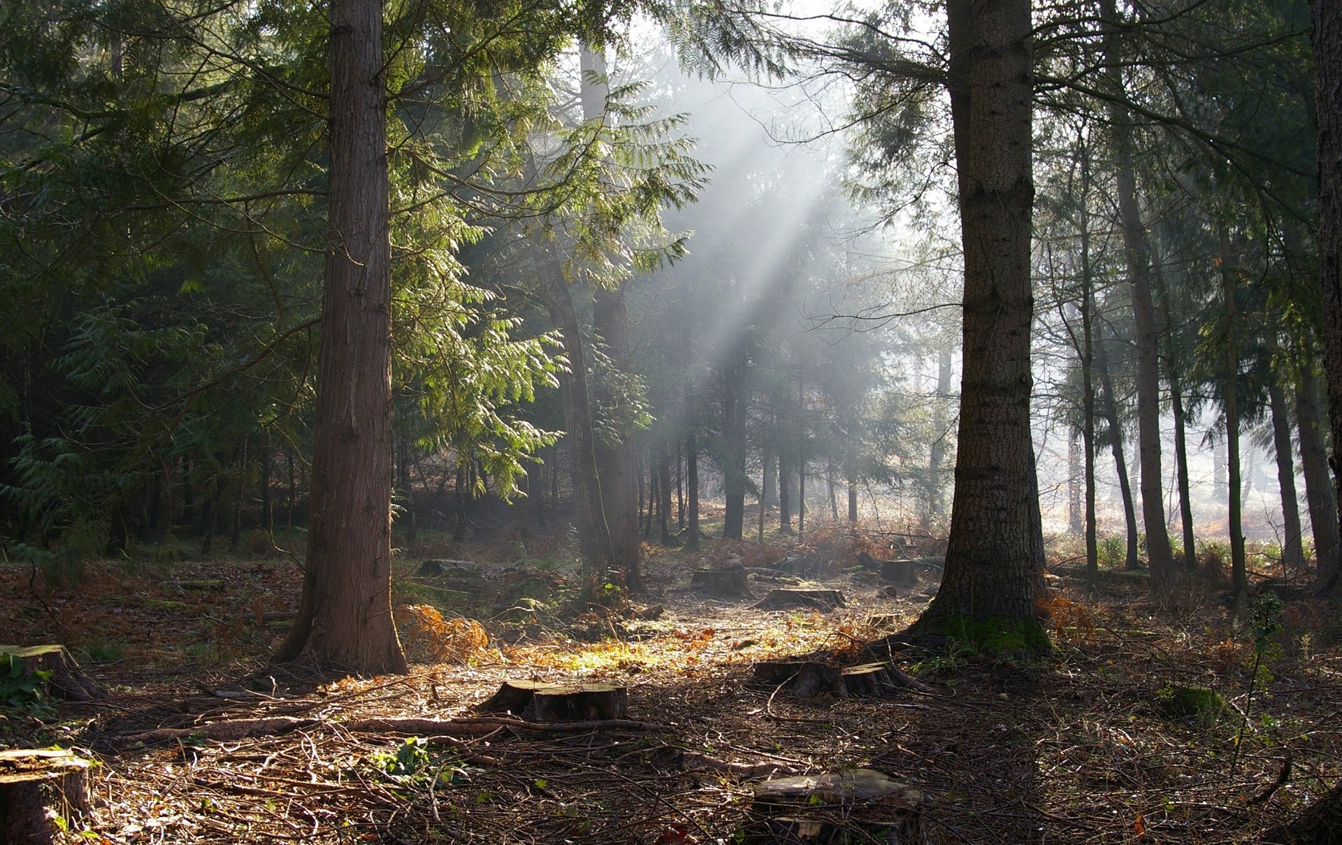 sonne bäume wald stümpfe