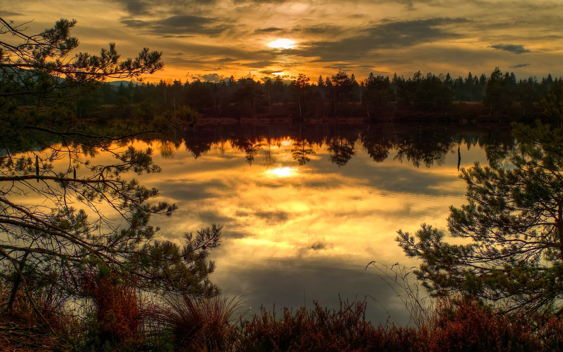 acqua erba secco autunno lago tramonto abete rosso aghi di pino