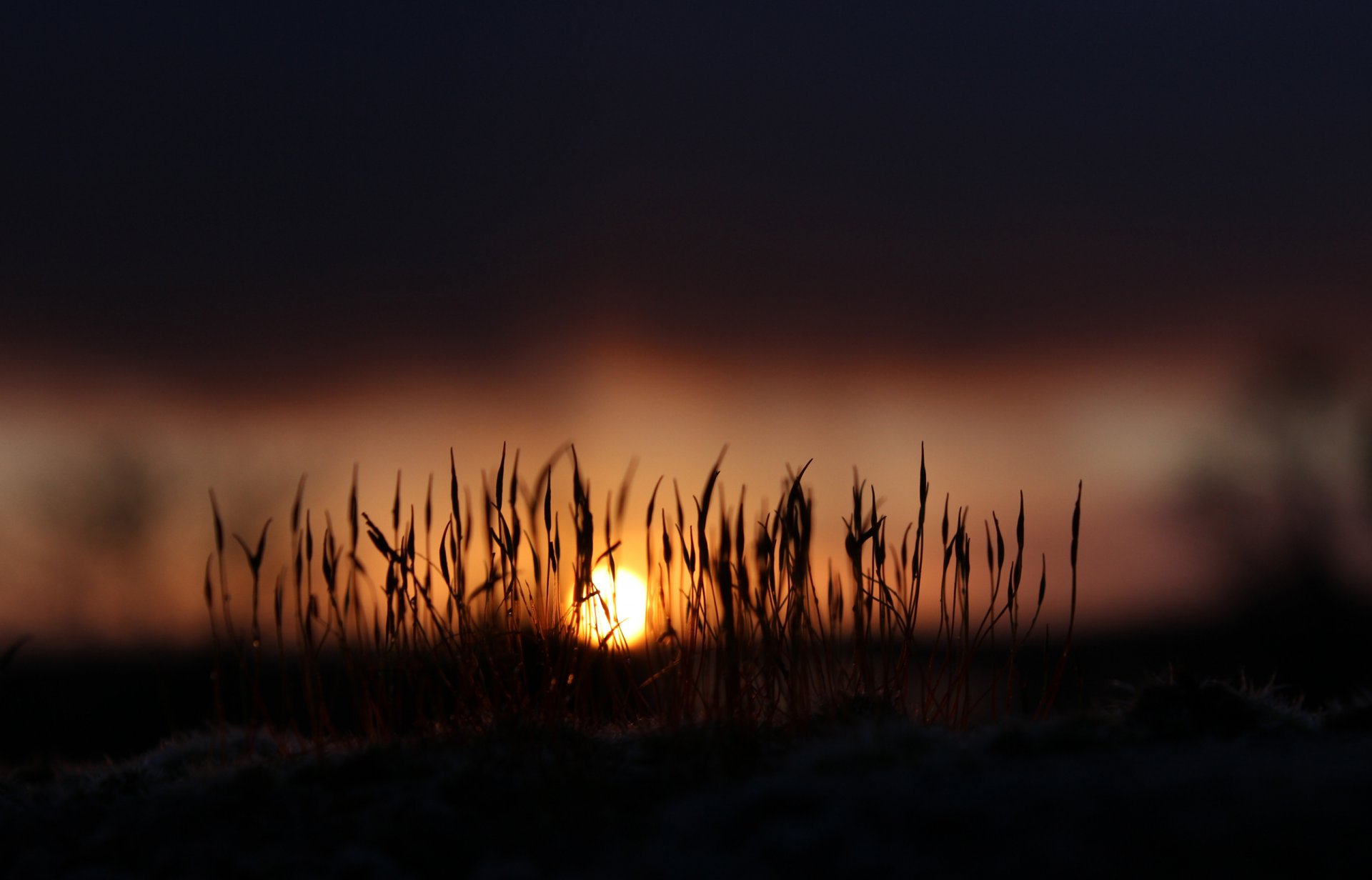 natur morgendämmerung morgen sonne licht moos gras