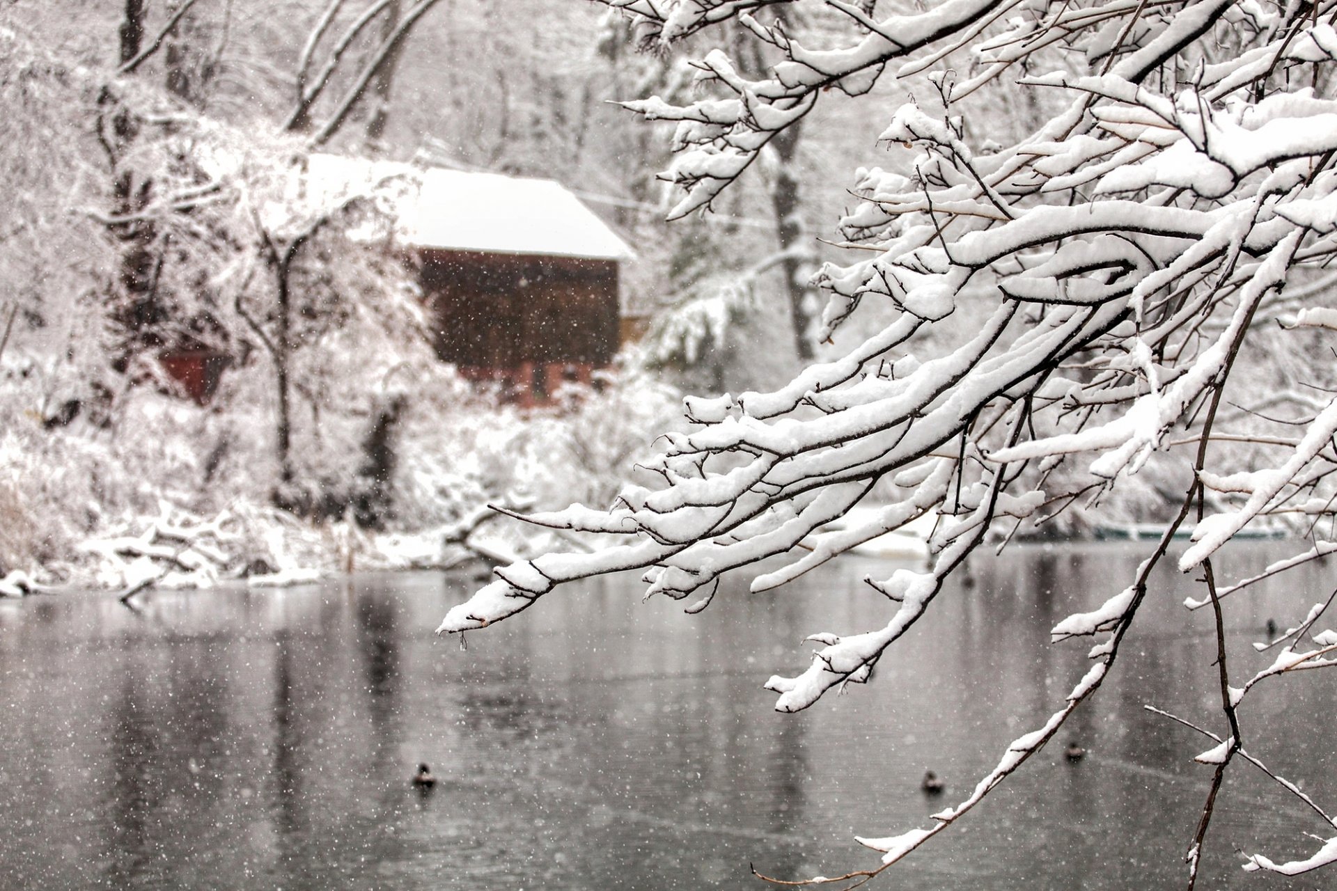 natur winter schnee schneeflocken zweige baum bäume wasser see haus