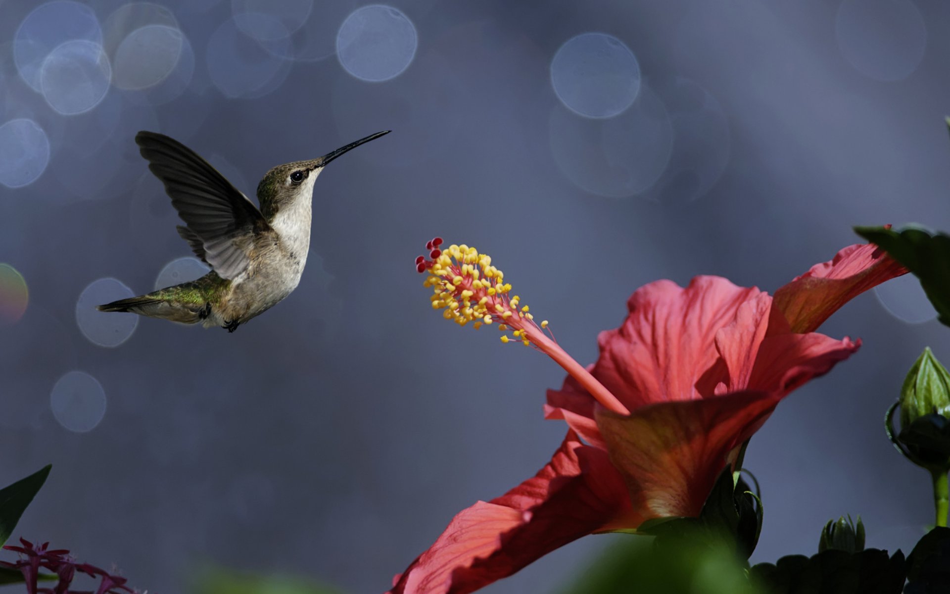 naturaleza aves pajarito colibrí flor hibisco bokeh