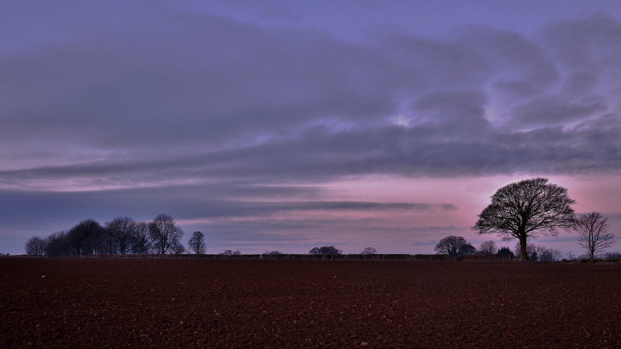 campo autunno alberi sera rosa lilla cielo nuvole