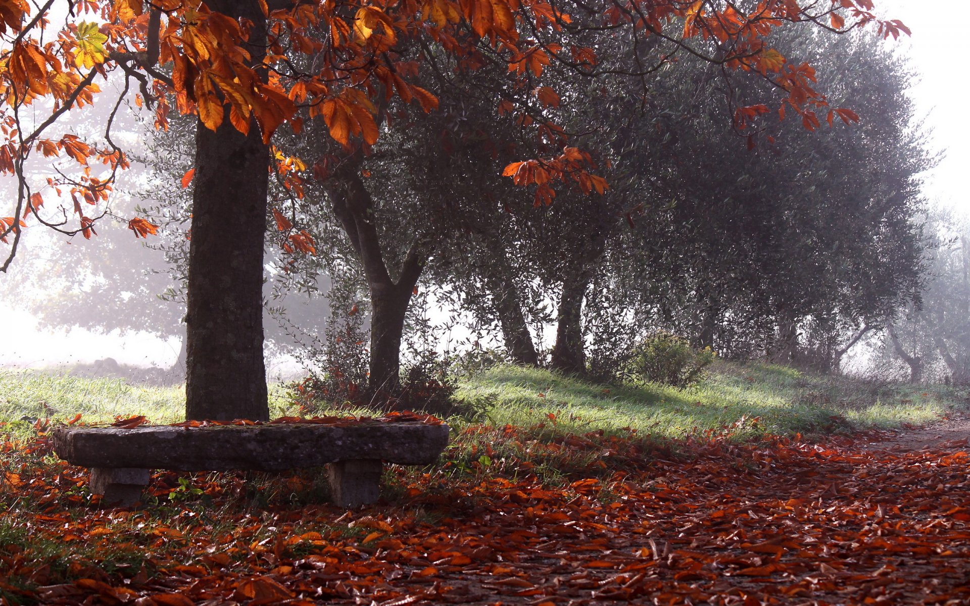 parque otoño banco