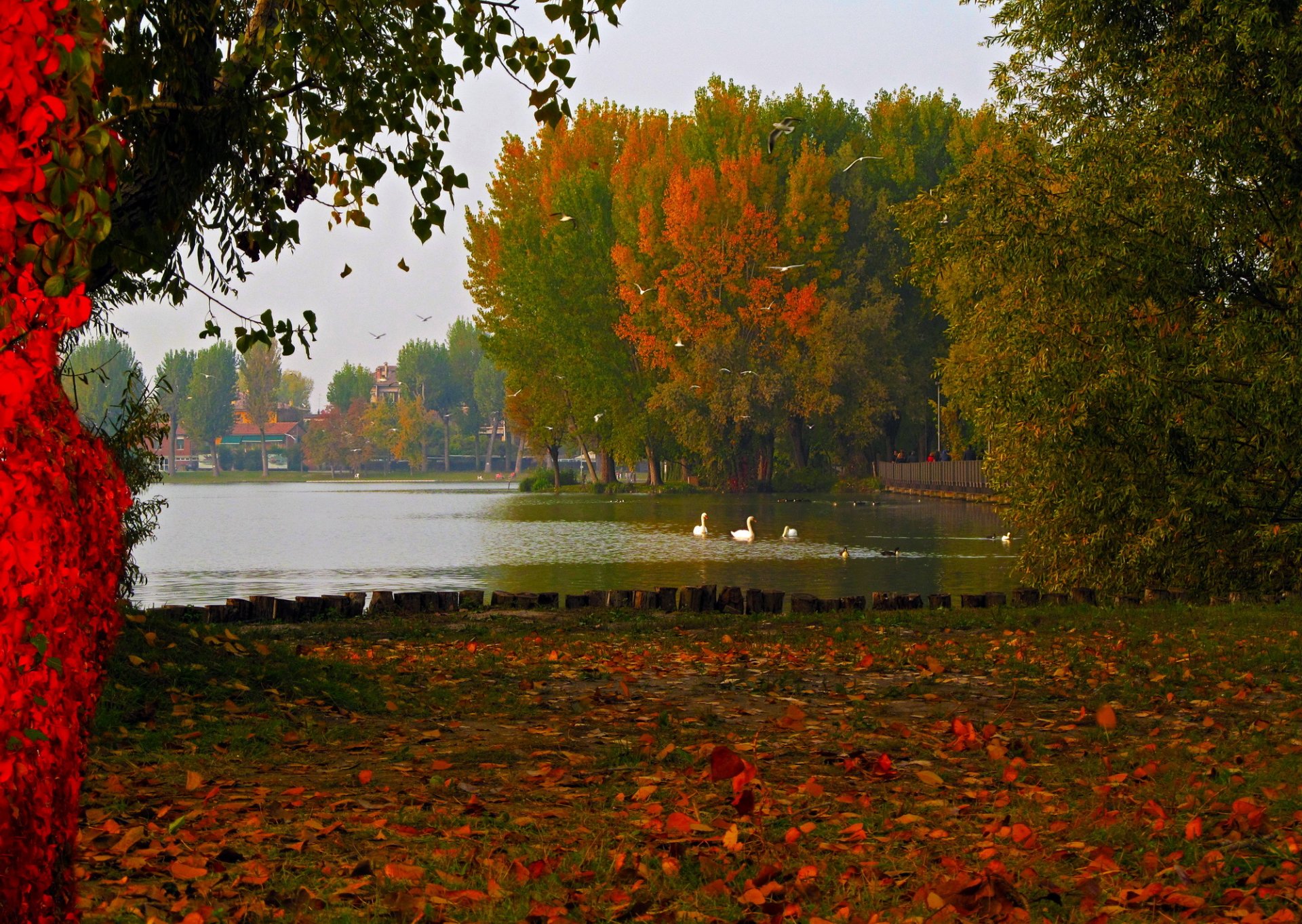 lac italie lombardie mantoue nature automne feuillage photo