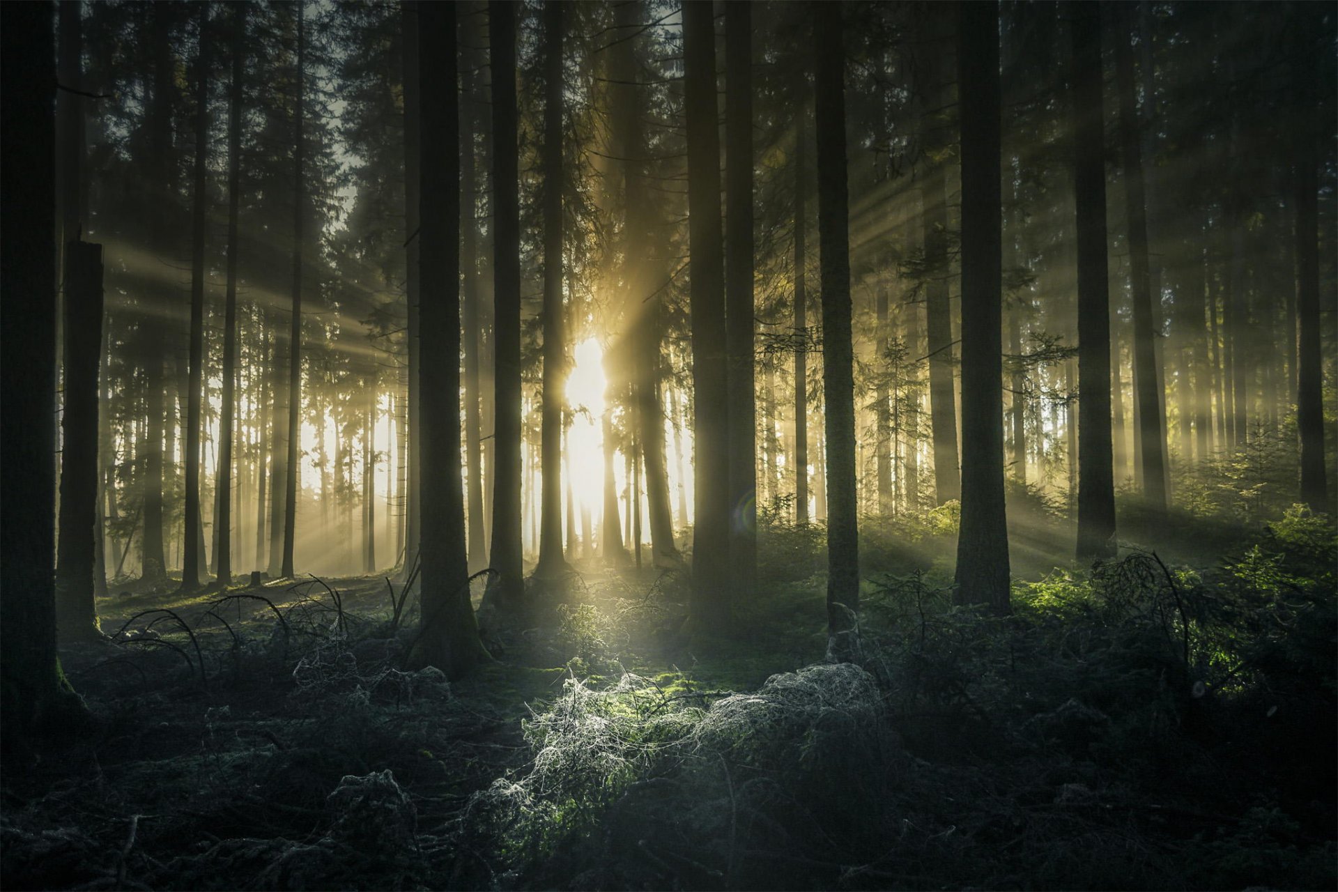 forêt arbres rayons du soleil