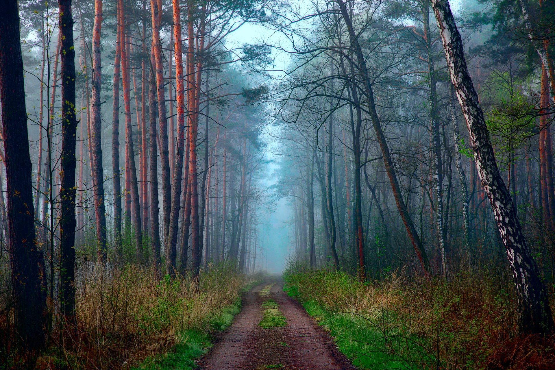 natura wiosna kwiecień las droga mgła