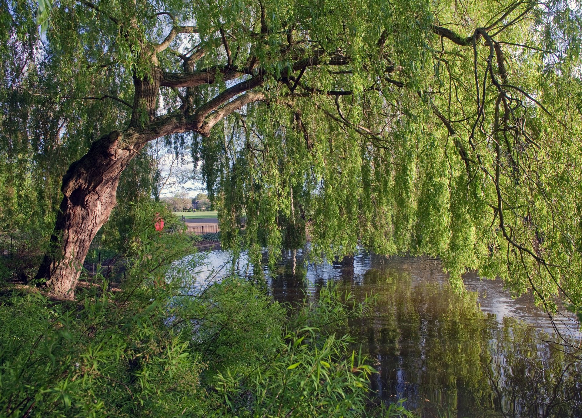 inghilterra fiume albero salice