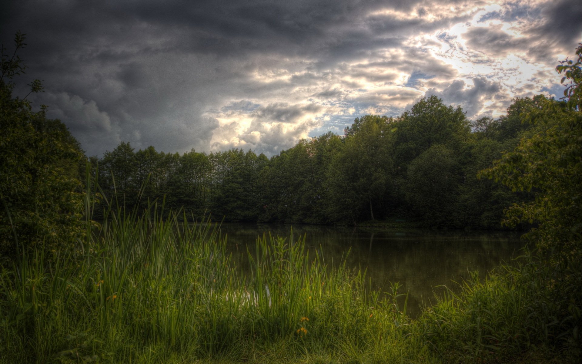 forêt lac été