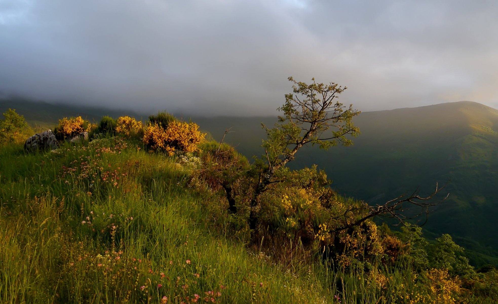 mountain bush grass tree fog