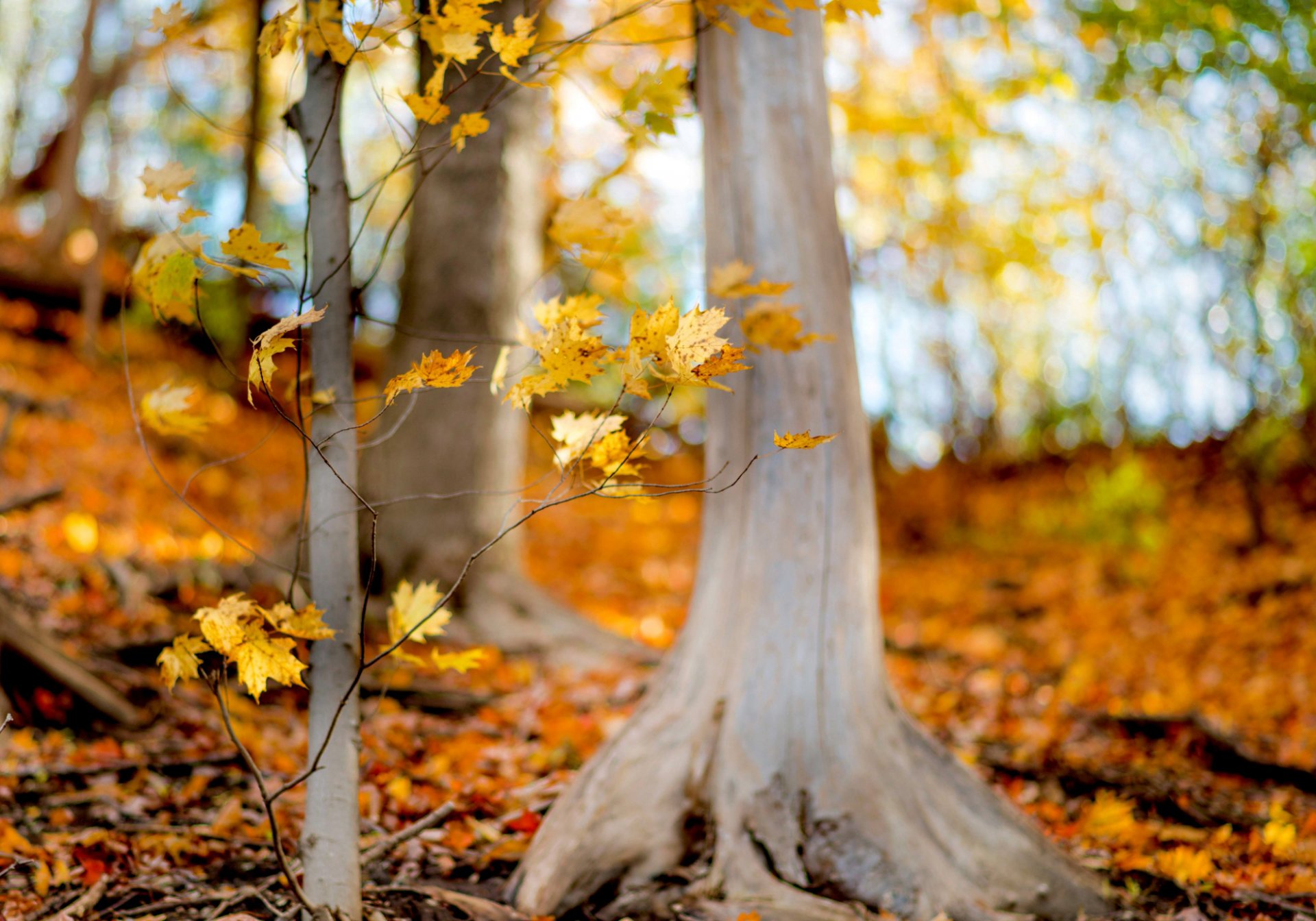 foresta alberi rami foglie volantini giallo natura autunno