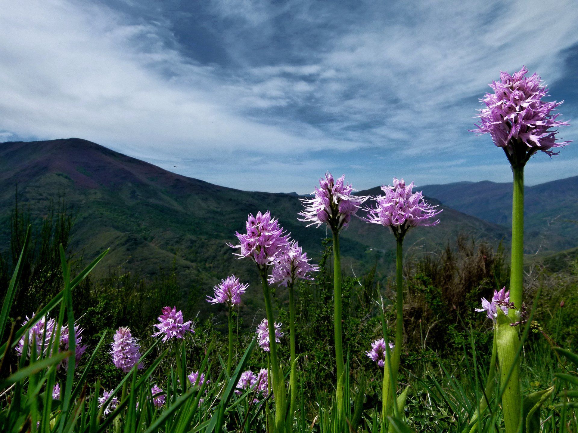 montañas plantas flores rosa