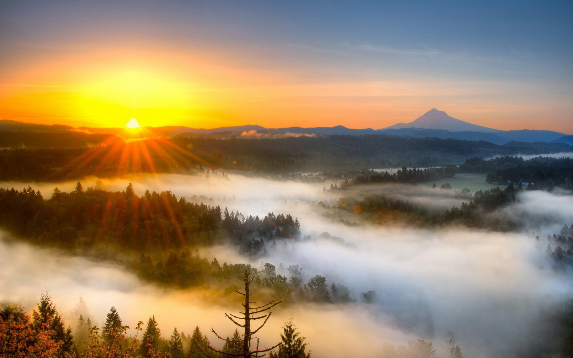 mountain forest fog nature