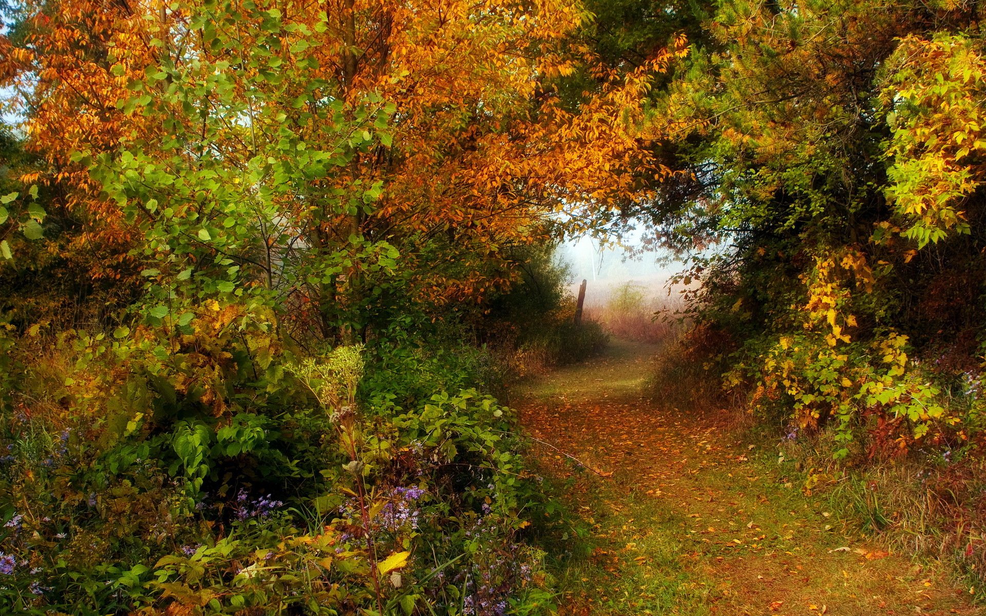 foresta strada autunno natura