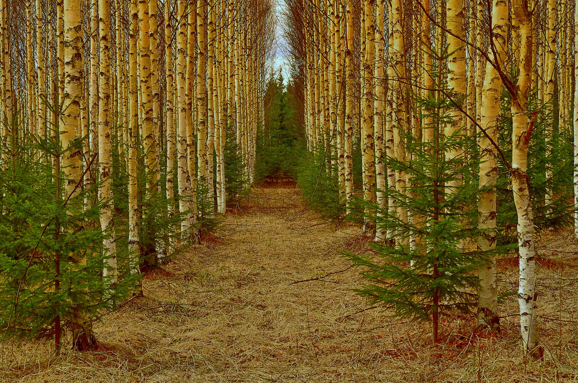 alley forest