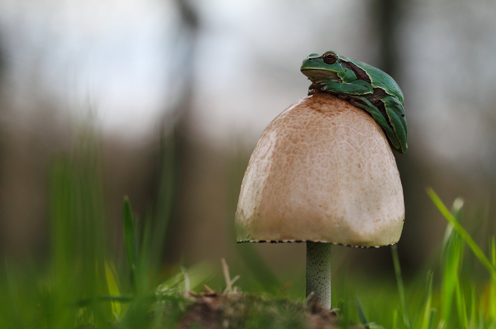 herbe champignon grenouille