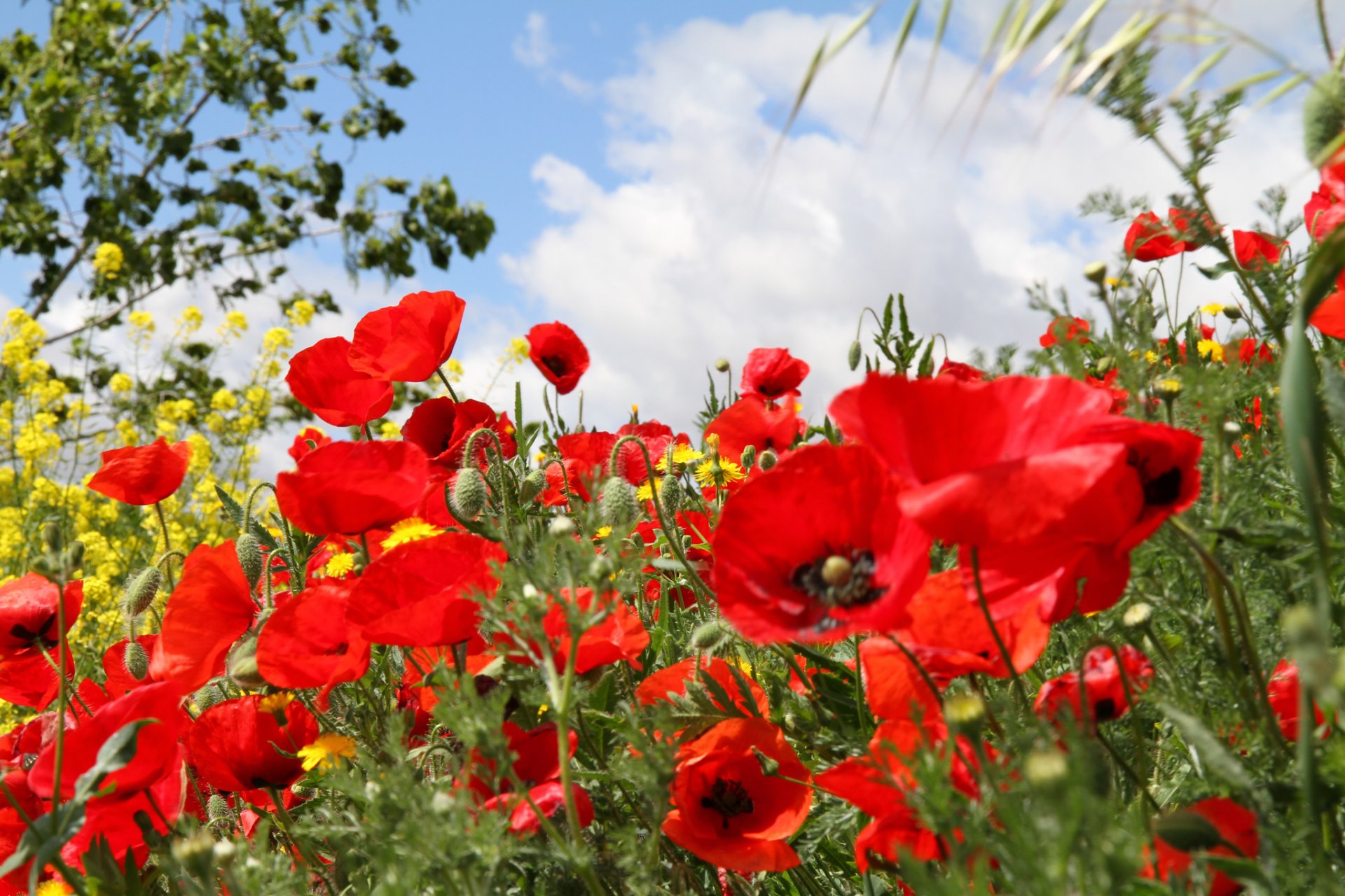 ciel nuages champ pré fleurs coquelicots