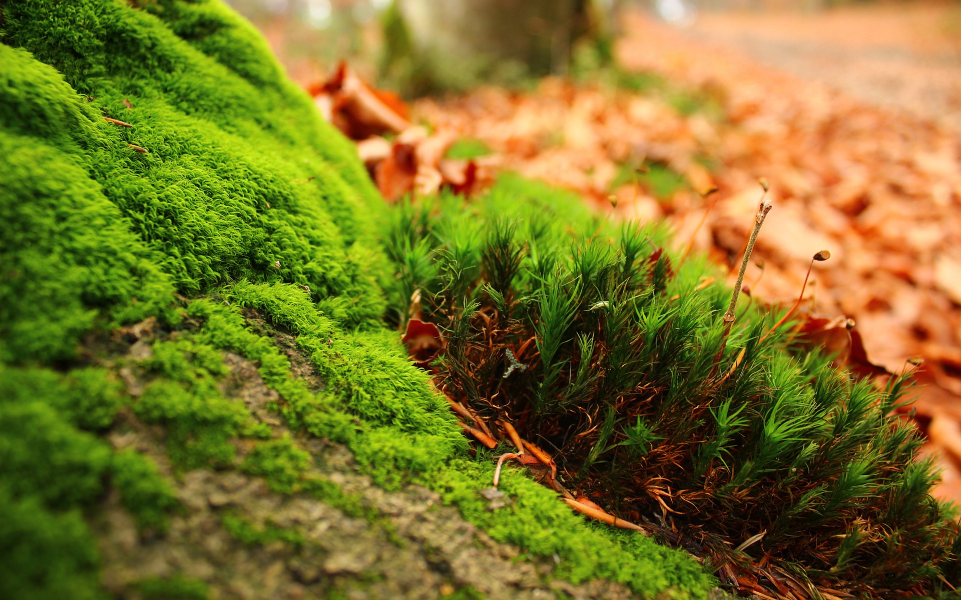 naturaleza verde árboles hierba fresco