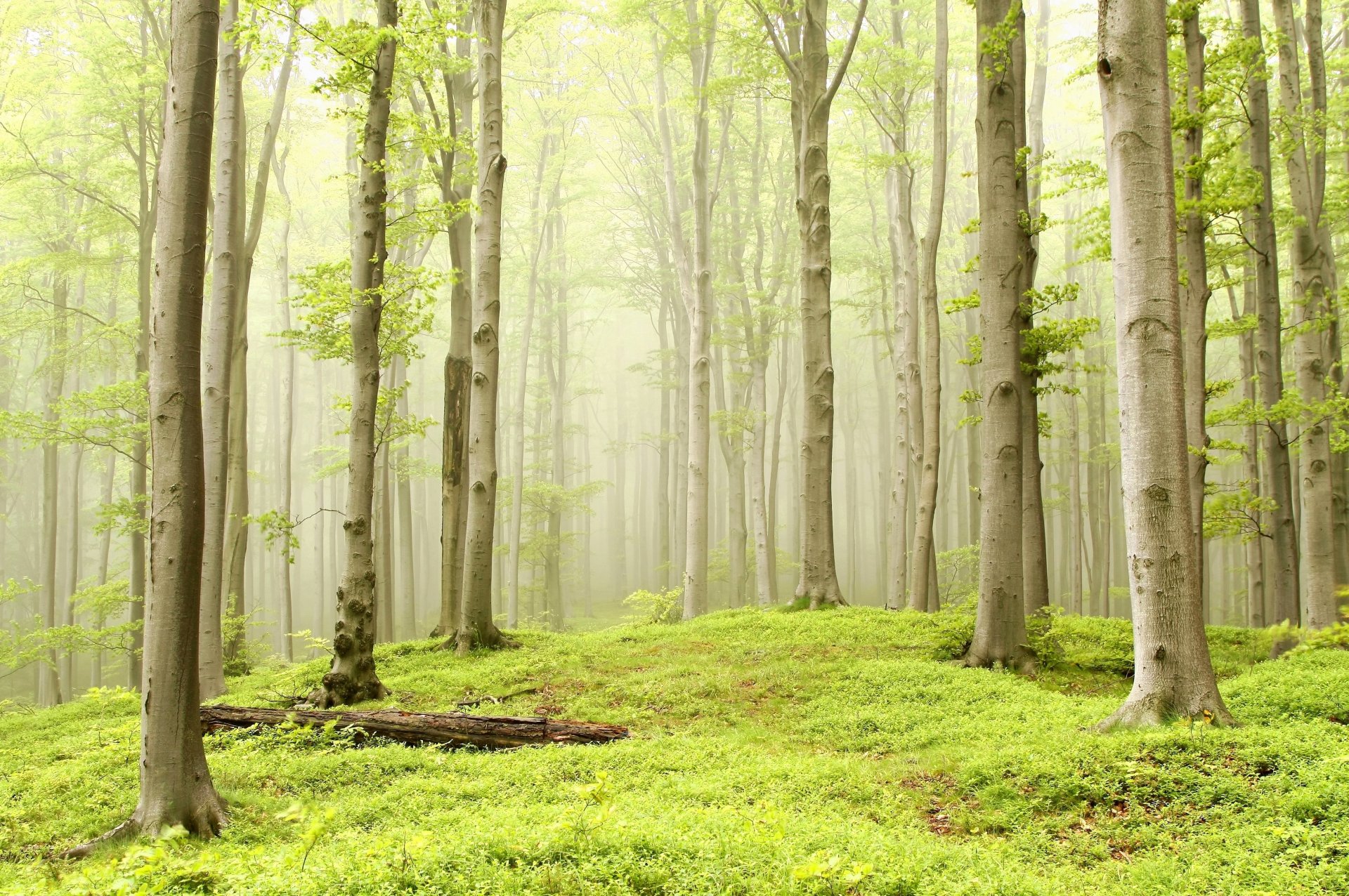 foresta alberi pioppo tremulo nebbia foschia erba