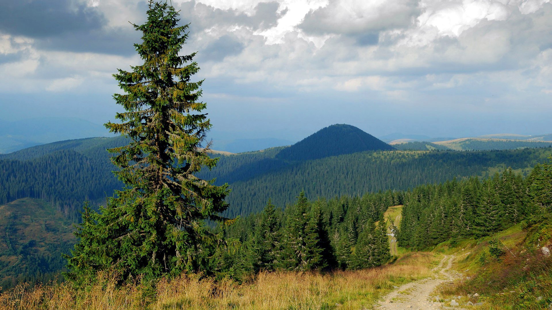 ky clouds mountain hills forest tree spruce road