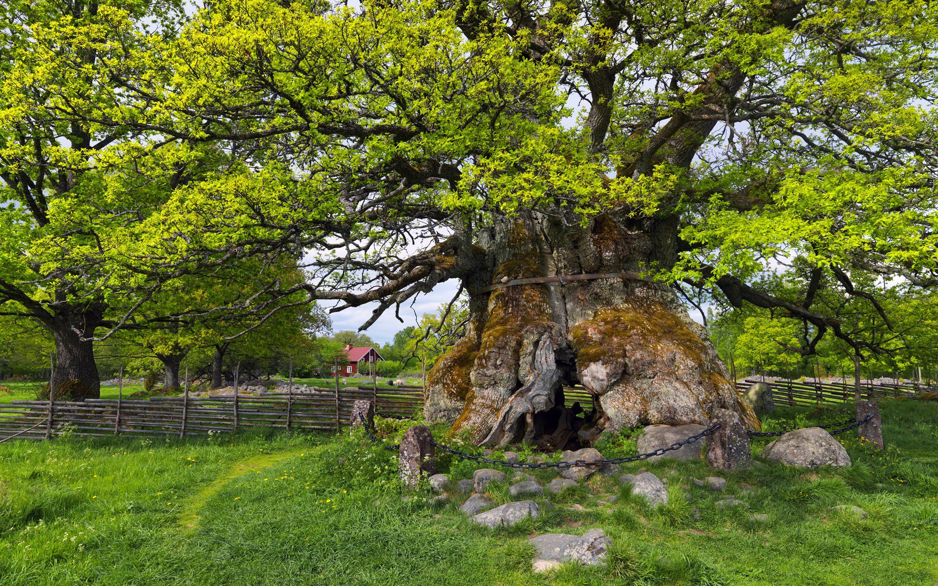 grün wald baum zaun zaun blätter gras