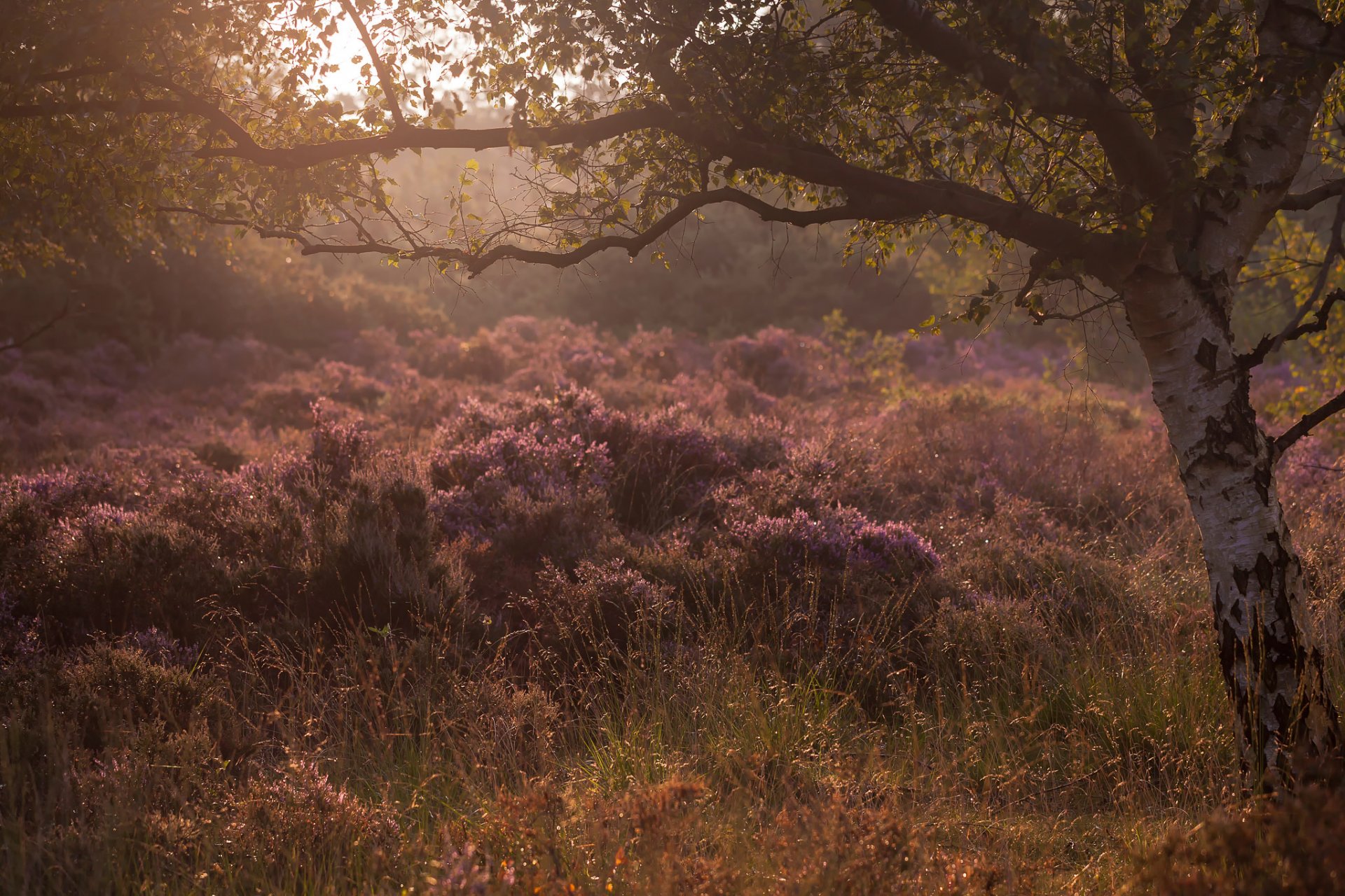 gras morgen