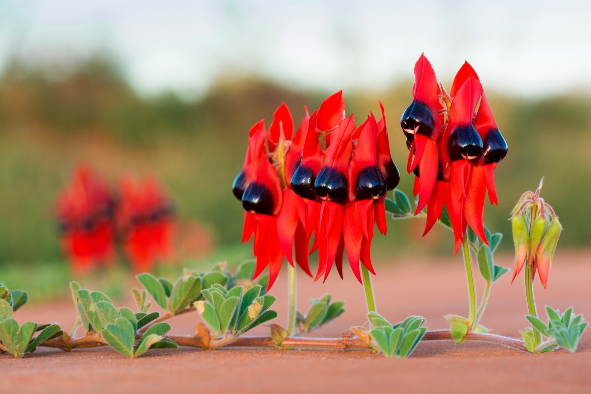 fiori rosso foglie pianta