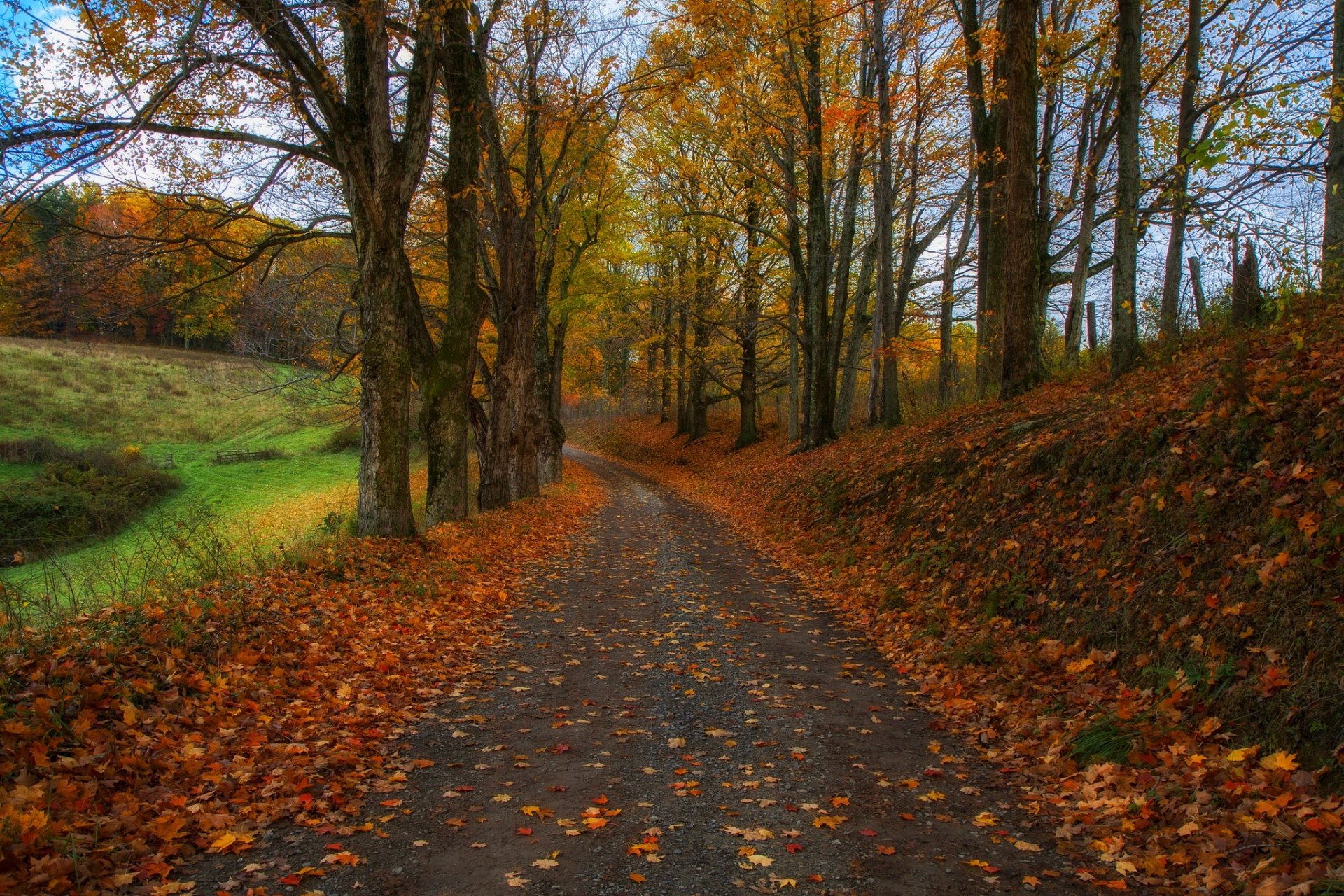 nature forêt parc arbres feuilles coloré route automne automne couleurs promenade