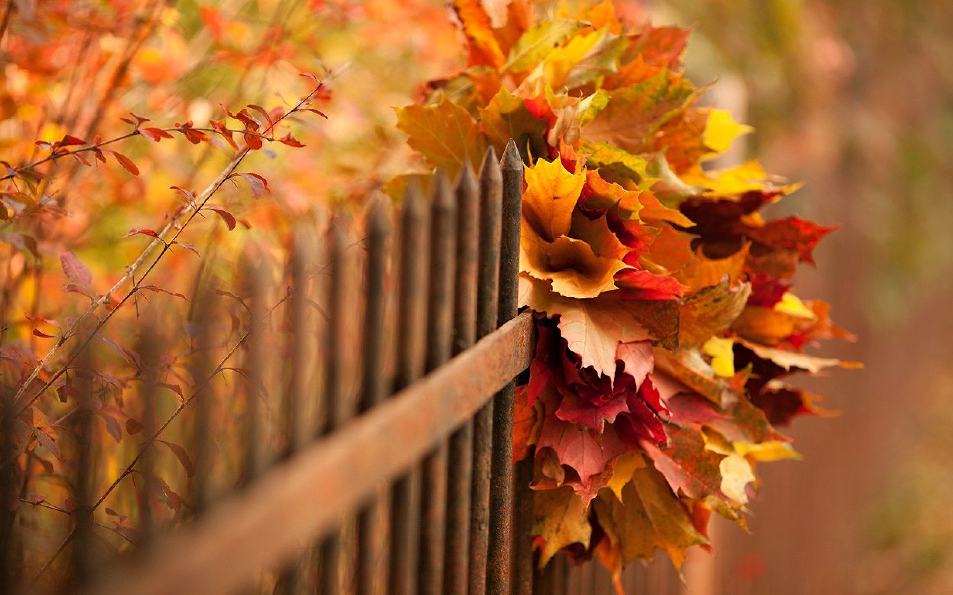 natura autunno foglie bokeh