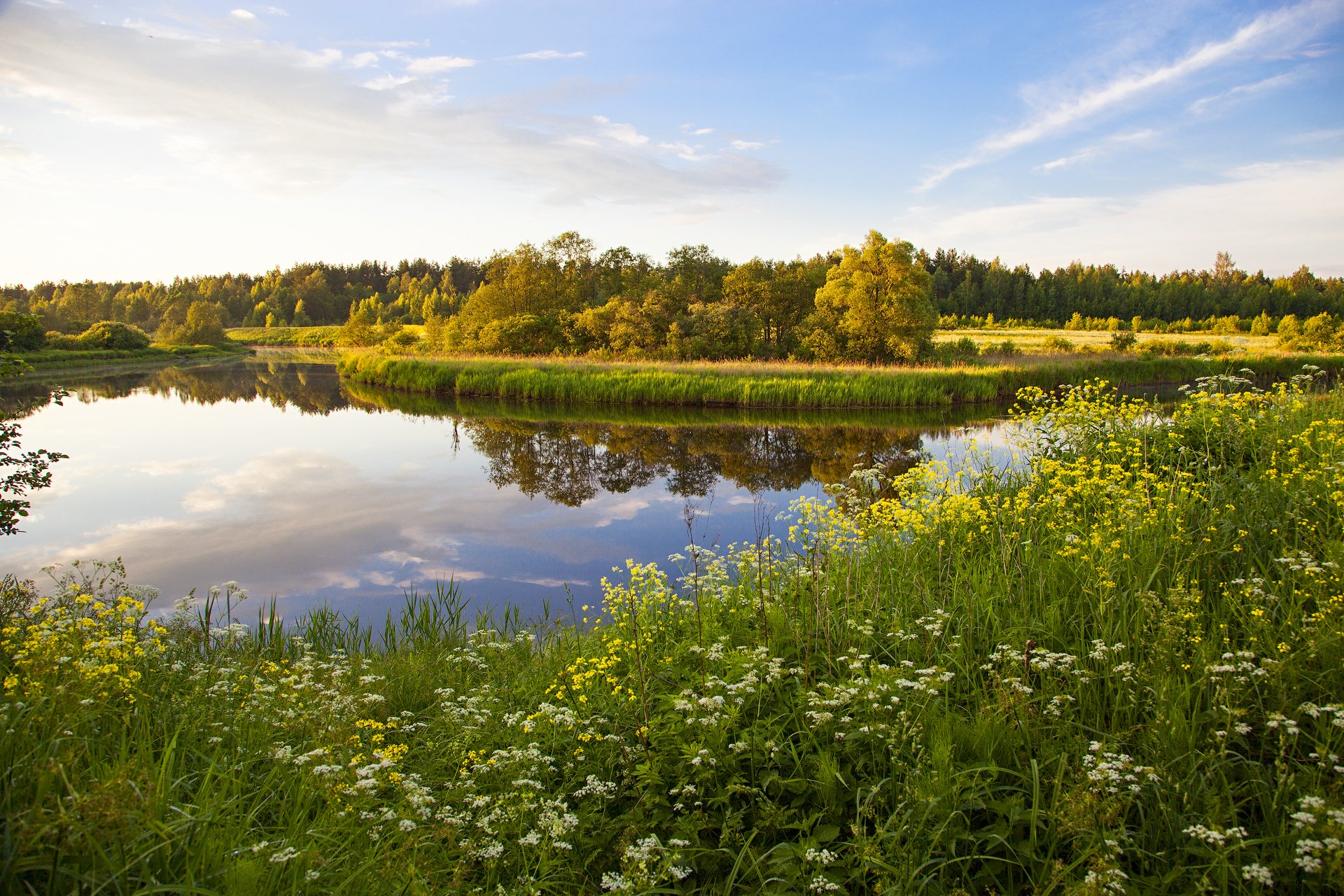 russia tver lake grass flower nature trees