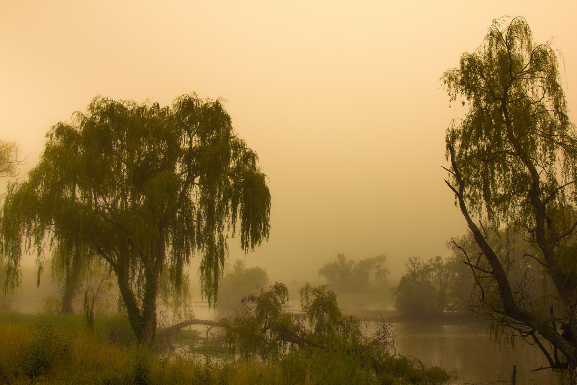 australia canberra humedales jerrabomberra mañana niebla