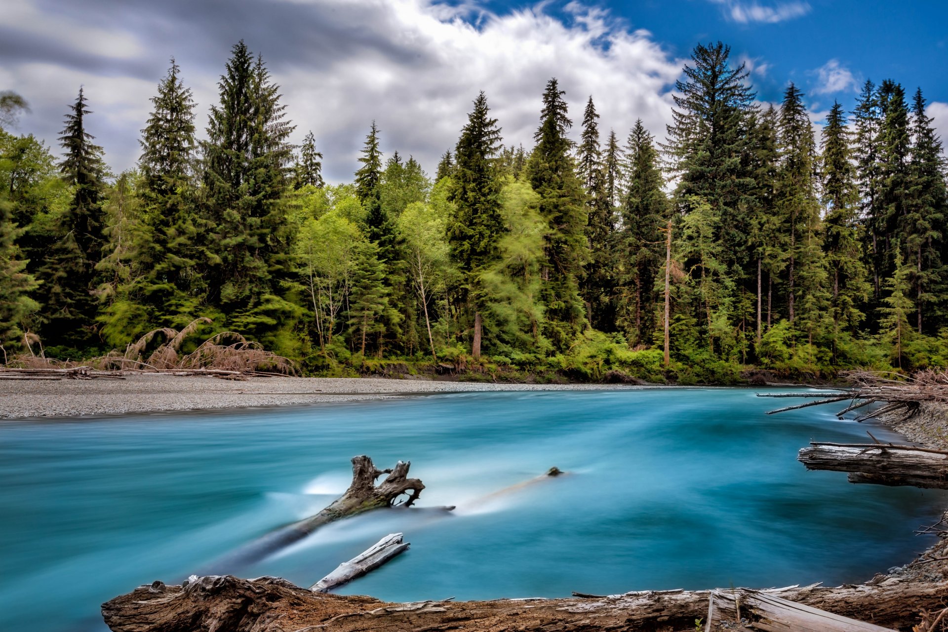 fluss ufer wald bäume washington usa