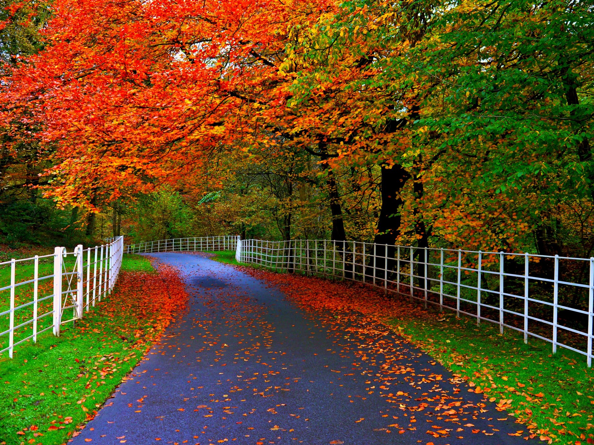 nature forêt parc arbres feuilles coloré route automne automne couleurs promenade