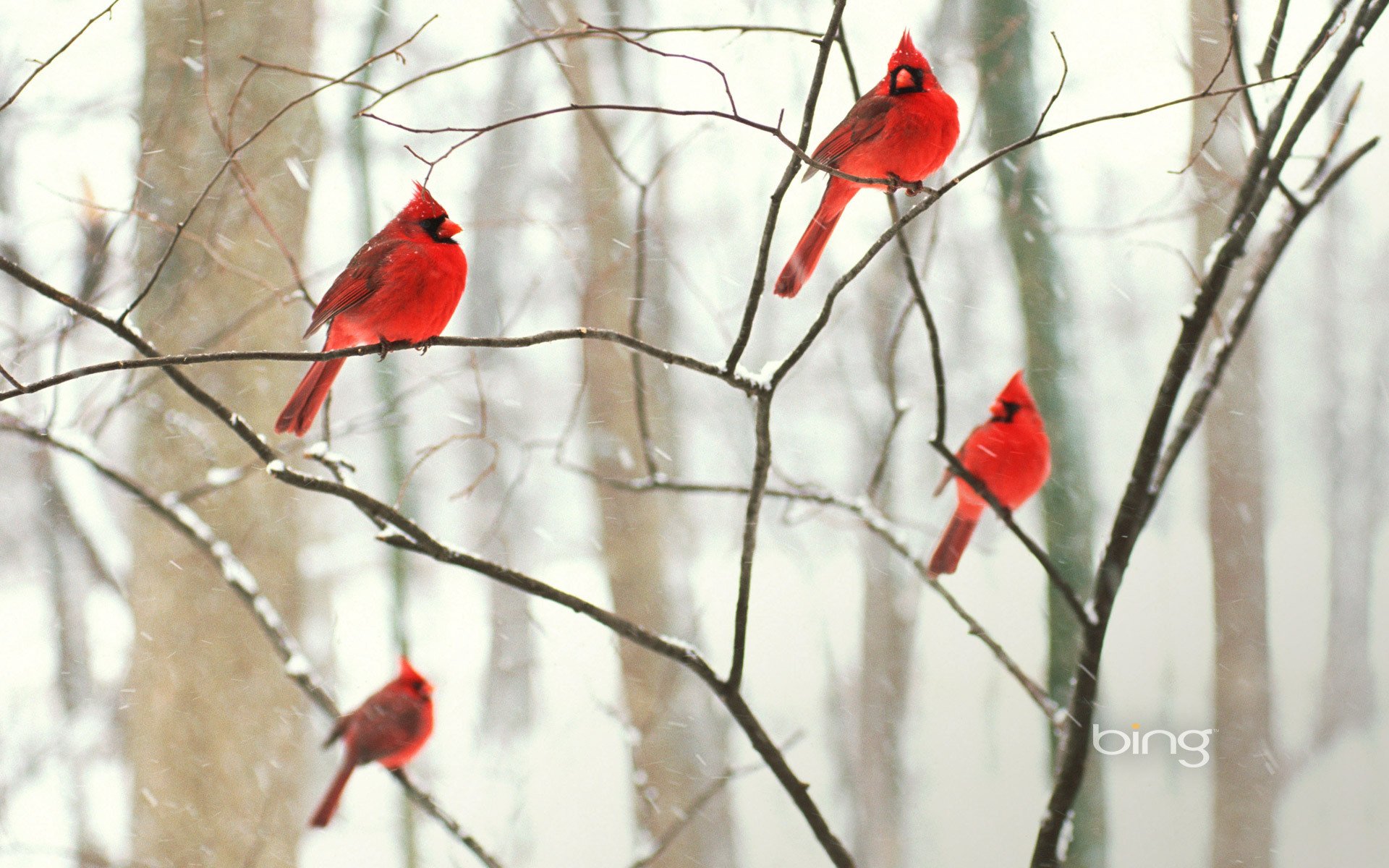 invierno aves cardenal parque rama árbol papel pintado bosque nieve