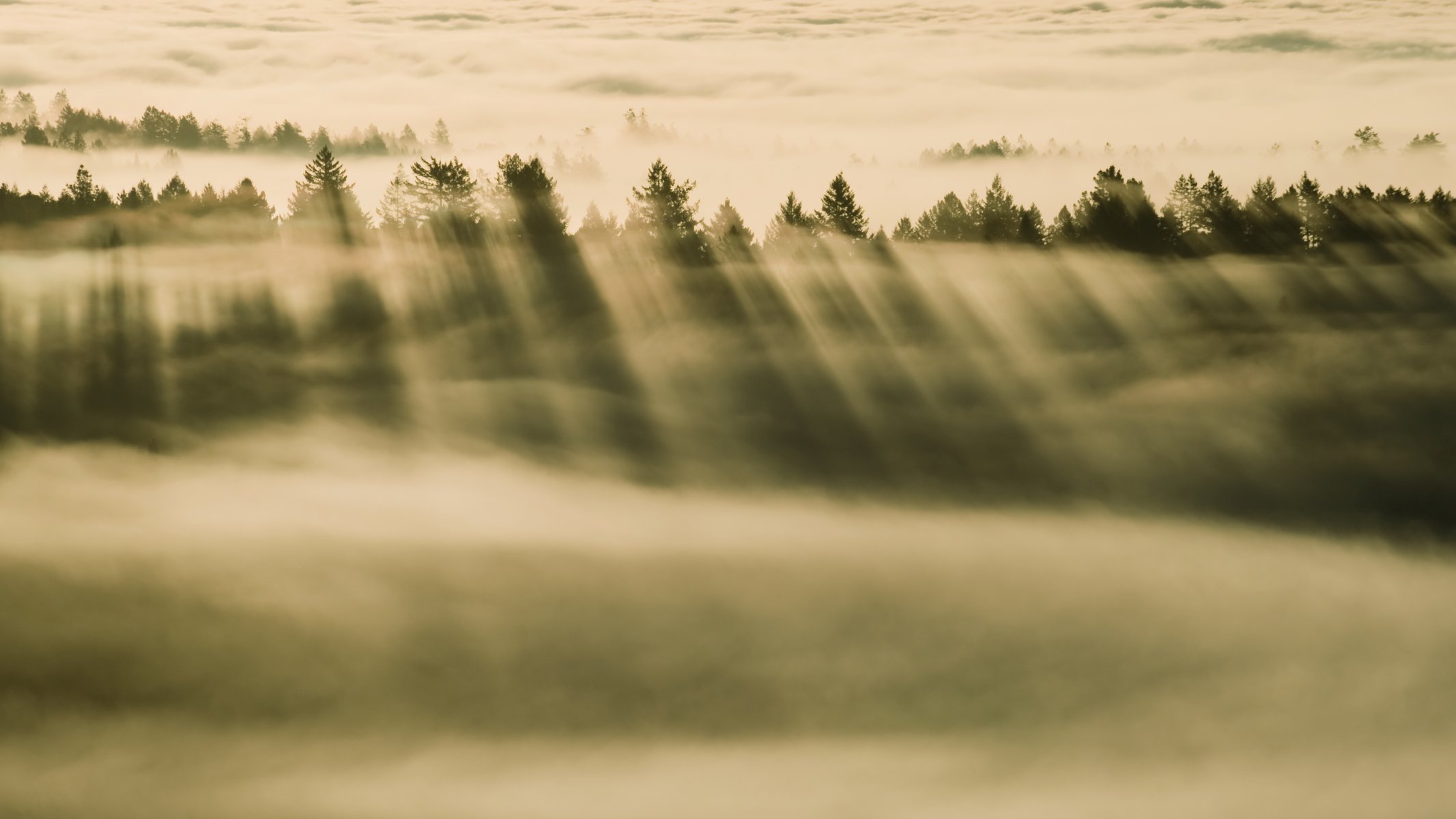 apple os x mavericks mac niebla bosque niebla