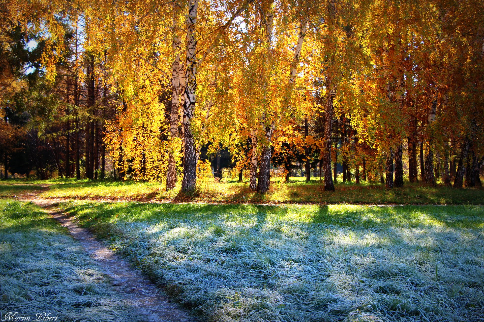 frost sun autumn forest