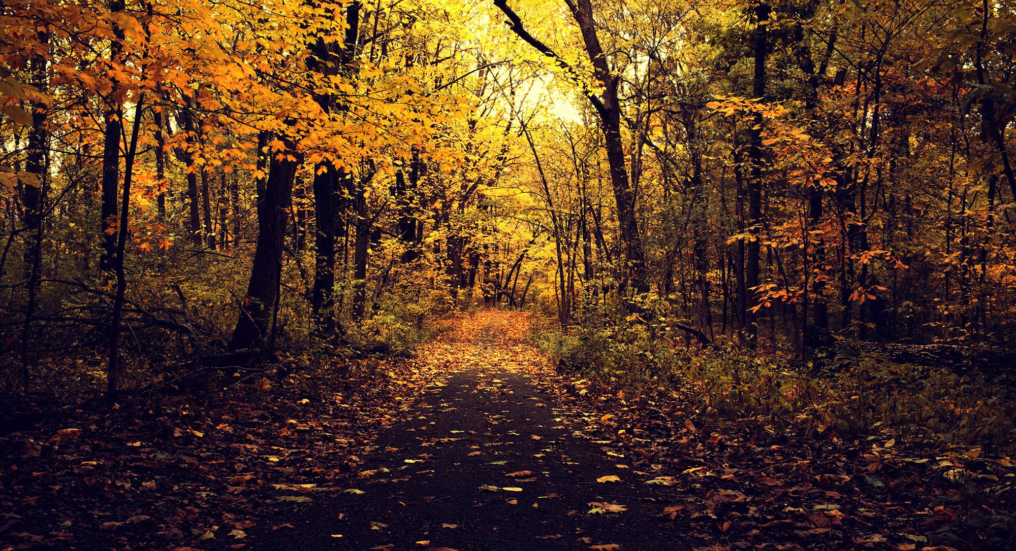 autumn park nature road asphalt tree branches leaves yellow